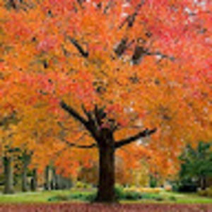 Meet your Posher, Carmen